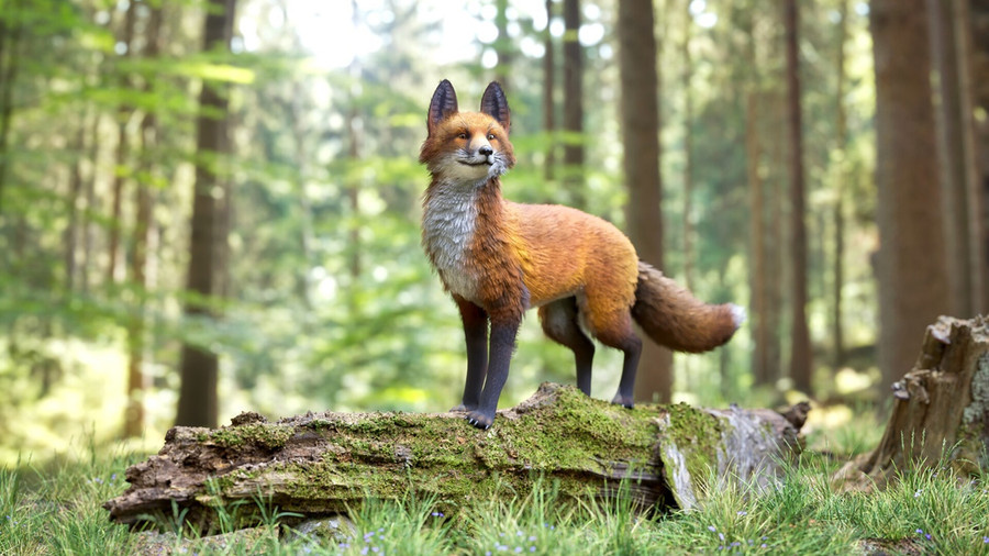 Realistic Fox.