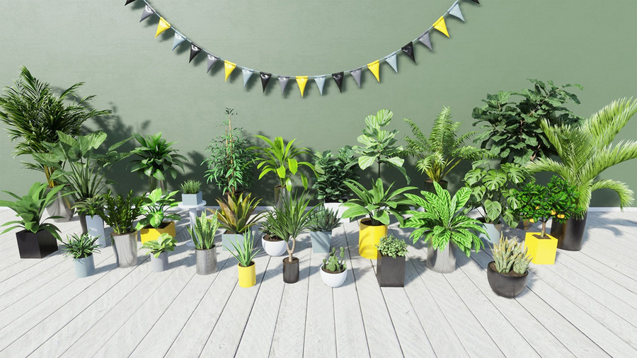 A variety of tropical house plants in pots.
