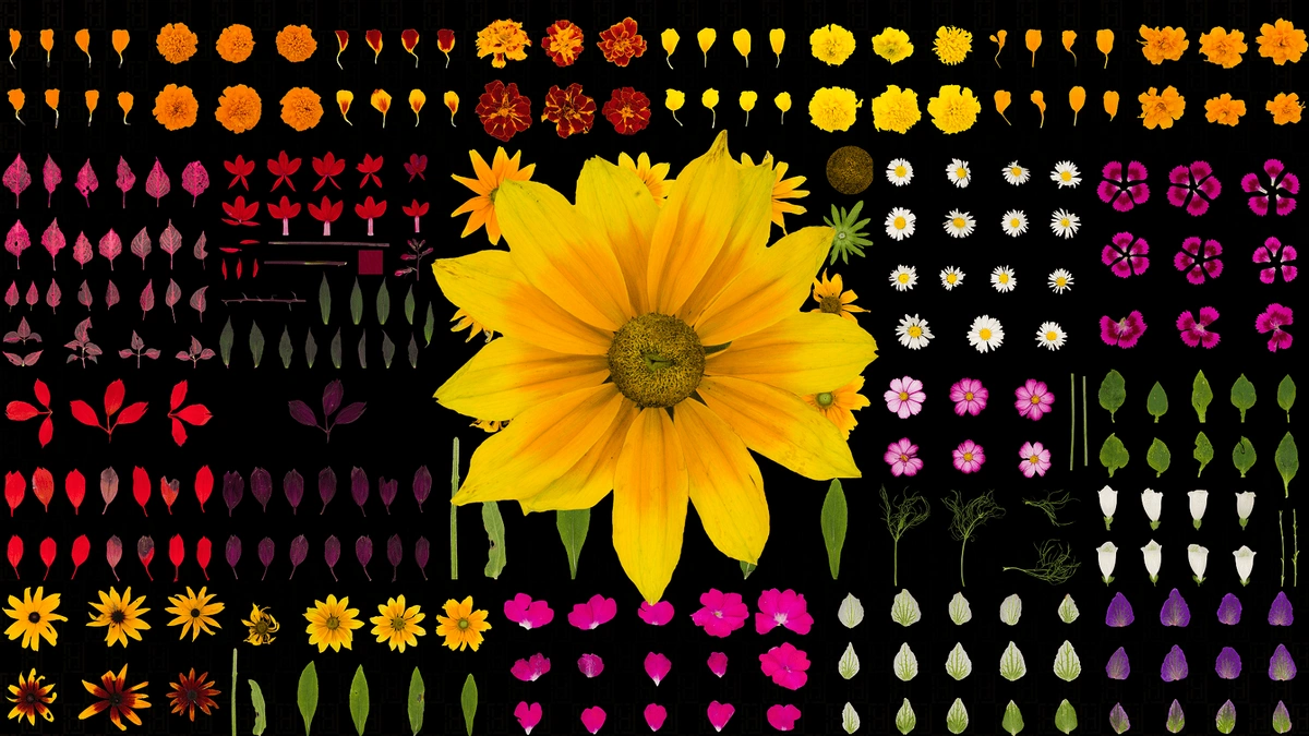 Scanned flower species for Guildford Castle.