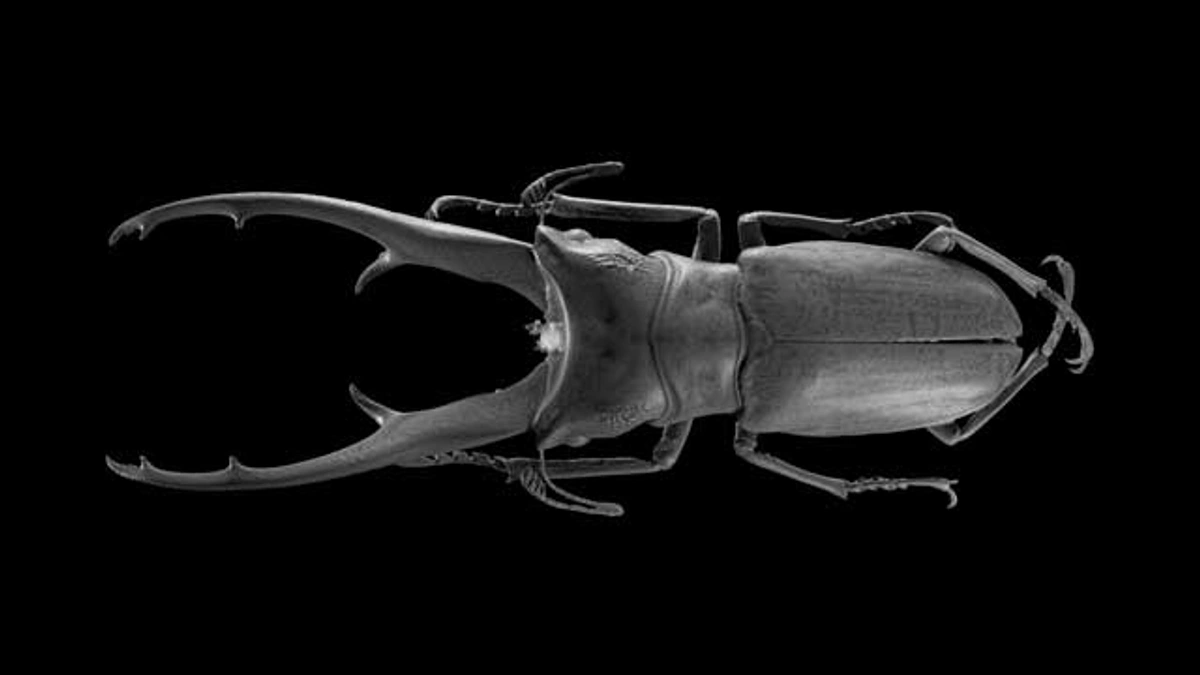 3D model of a cyclommatus, top view.