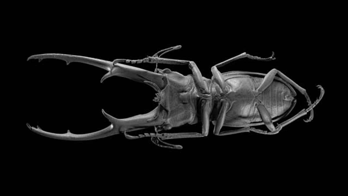 3D model of a cyclommatus, bottom view.
