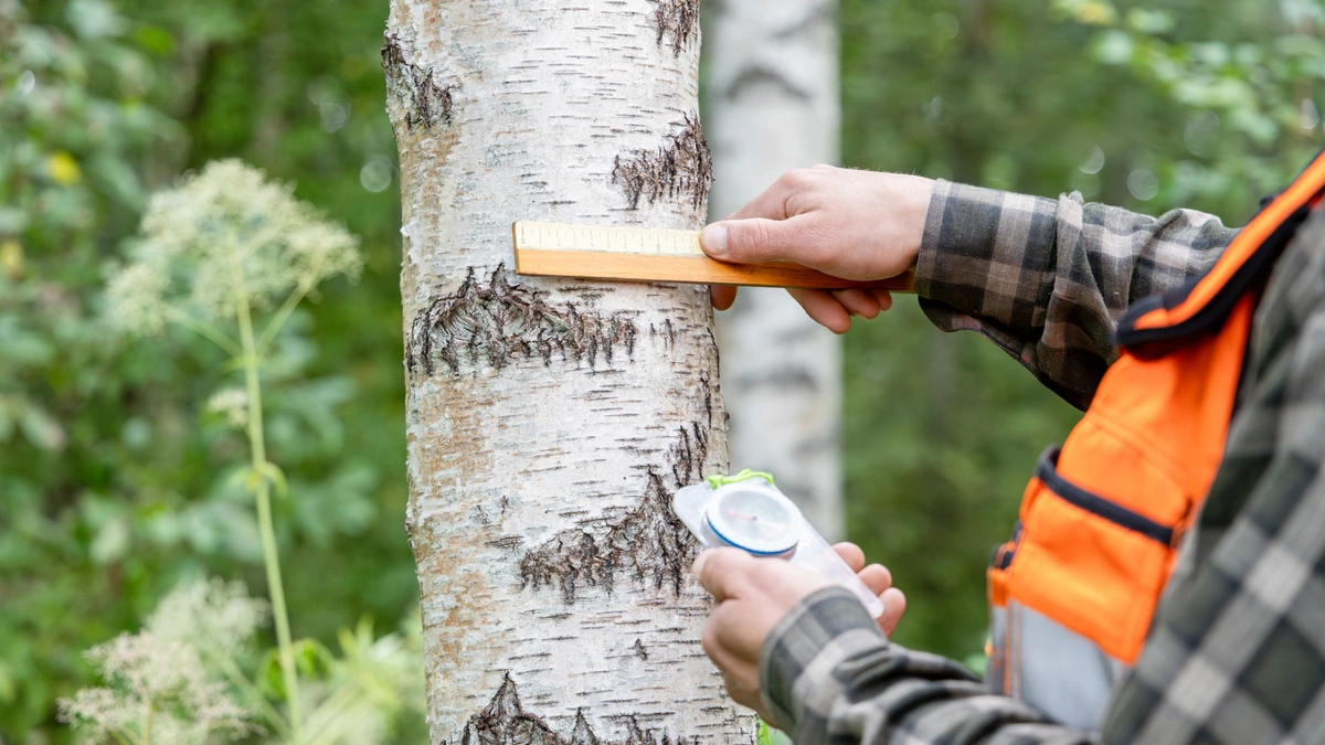 The traditional method of measuring chaga, using a ruler.