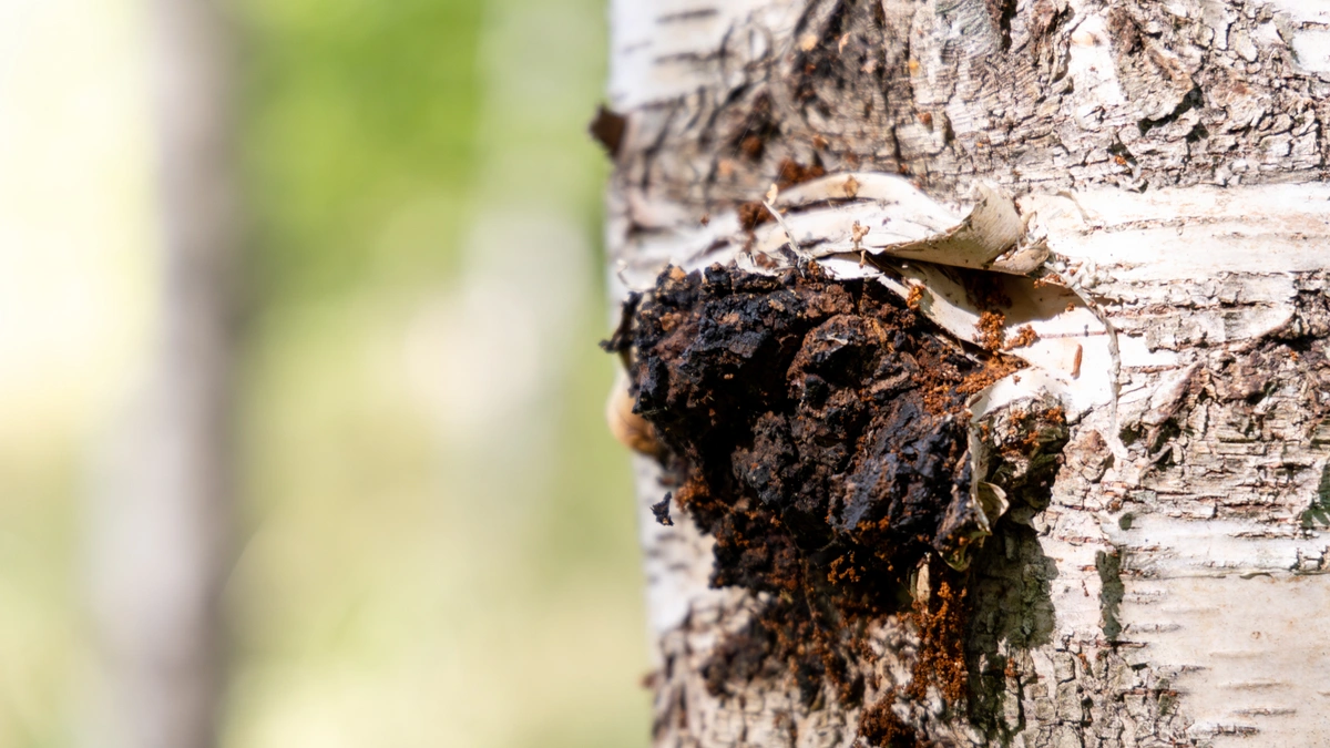 Nahaufnahme eines Chaga-Pilzes.
