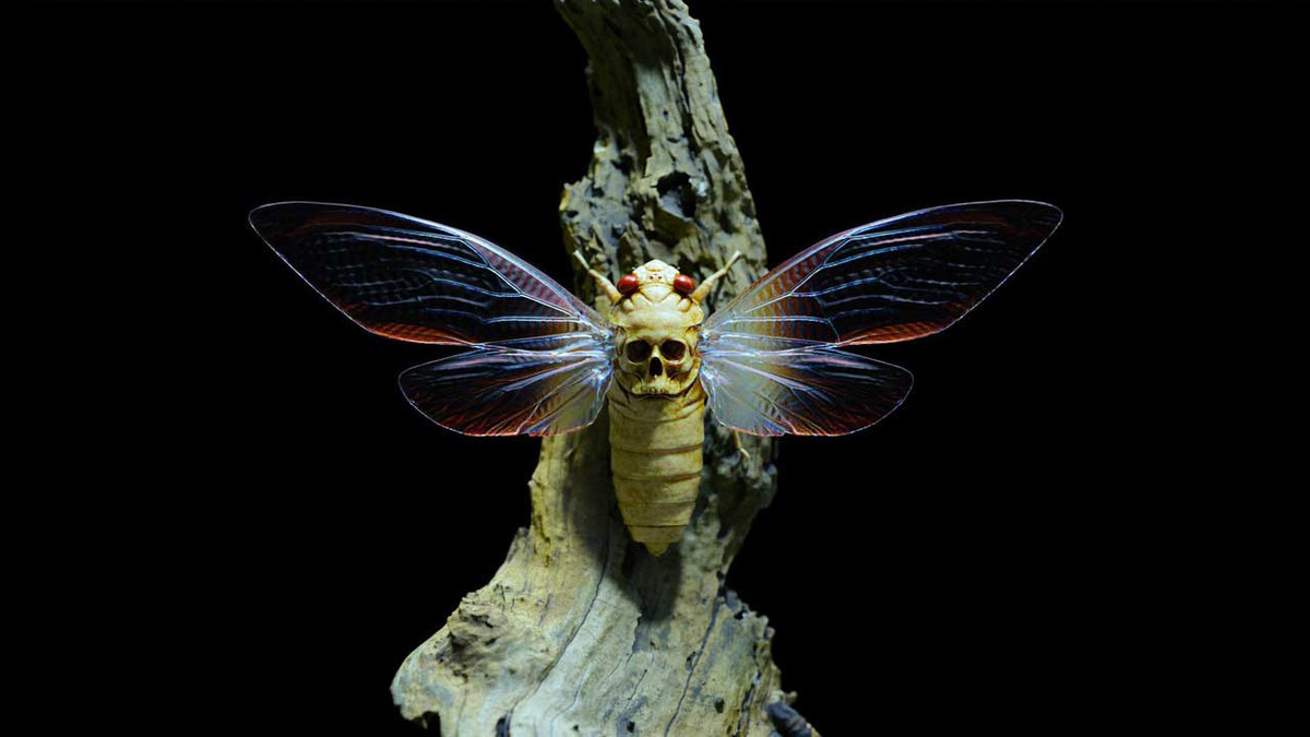 Cicada scanned with photogrammetry and RealityScan.